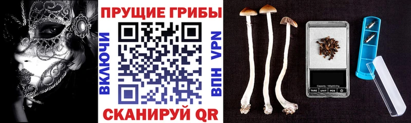 Галлюциногенные грибы Cubensis  Купить где  Гремячинск 